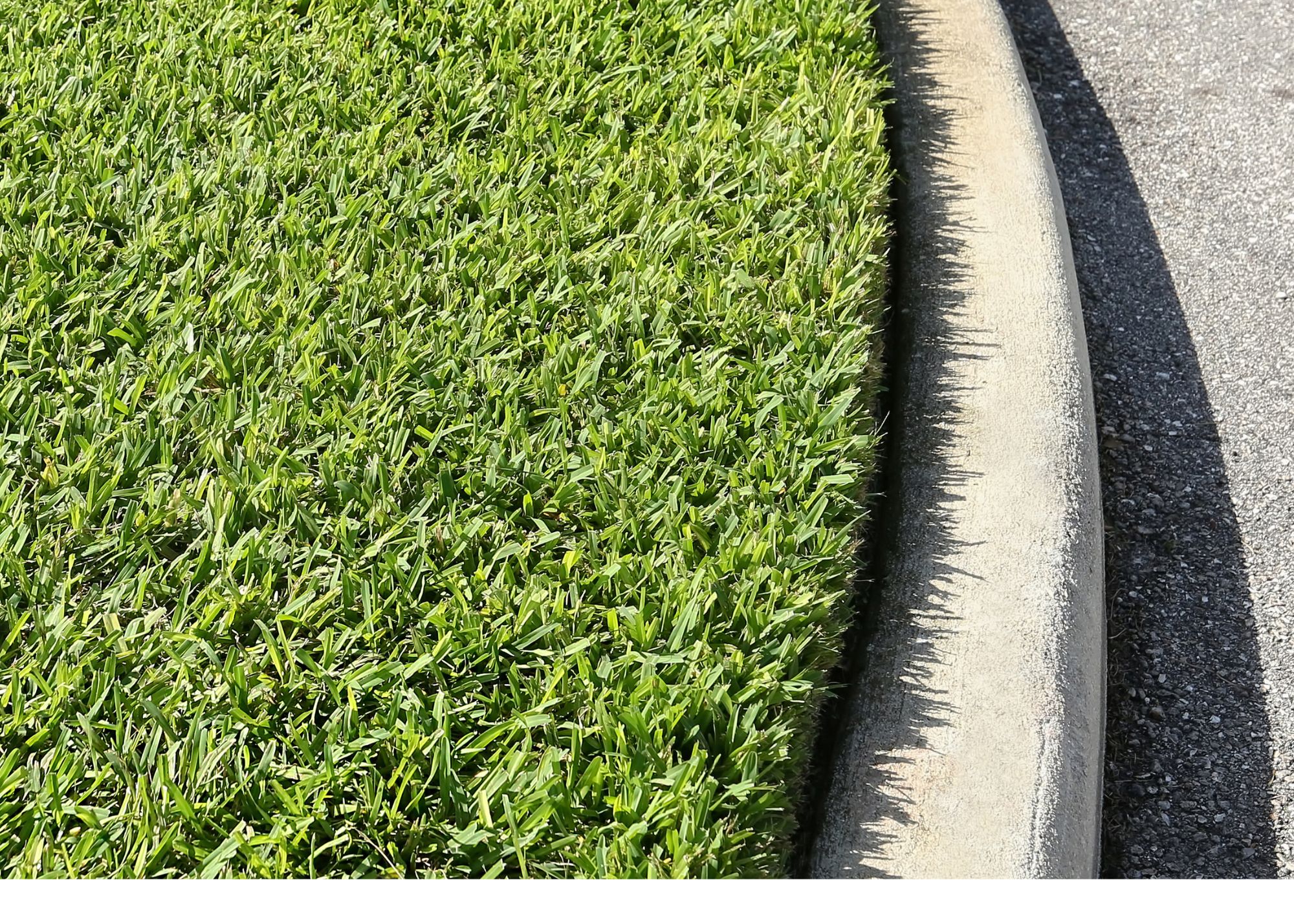 Grass Options For Your Orlando Sod Installation or Replacement