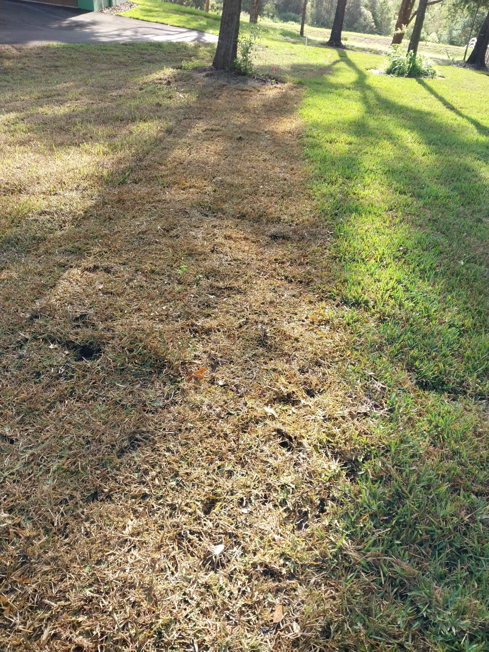 St. Augustine Grass with sod webworm damage in Orlando Florida
