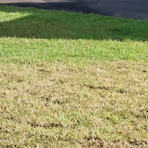 Sod Webworm Defoliation orlando Orlando Lawn Sod Webworm damage